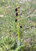 Ophrys promontorii